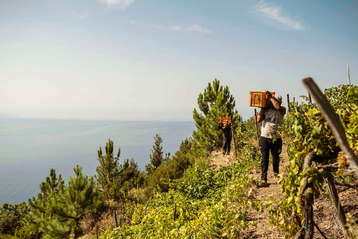 A Viticultura heroica de Cinque Terre na Ligúria